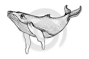 Hand drawn humpback whale isolated on a white background. Vector with animal underwater. Illustration for T-shirt graphics,