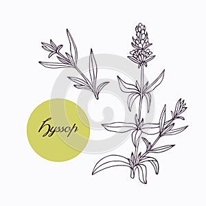 Hand drawn hyssop branch with leaves isolated photo