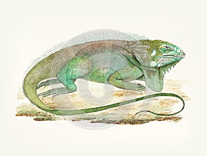 Hand drawn iguana herbivorous lizard