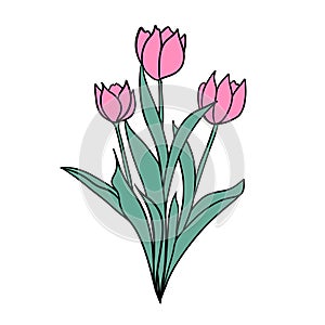 Hand drawn illsutration of two wild flowers rose tulip. Green leaves branch, pink flower floral petal blossom bloom