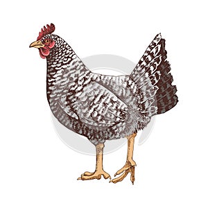 Hand drawn illustration of barred rock chicken