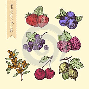 Hand drawn illustration berries set. Vector scetch.Vintage illustration.