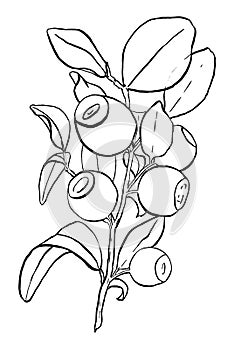 Outline of branch of blueberry isolated on white. Hand-drawn illustration of bilberry. Image of berries and leaves of