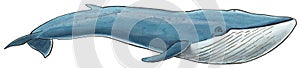 Hand-drawn illustration of a Blue Whale Balaenoptera musculus photo