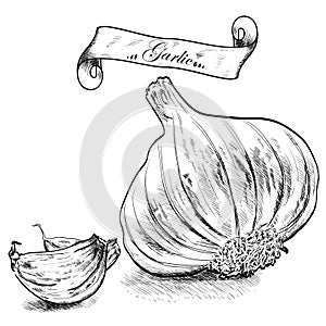 Hand drawn illustration with garlic isolated.