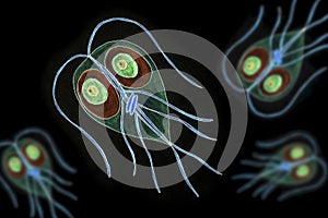 Hand drawn illustration of Giardia intestinalis protozoan