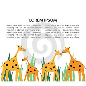 Hand drawn illustration with giraffes, grass and place for text. Colorful background, funny animals