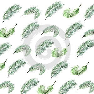 Pattern watercollor illustration palm branches on a white  background photo