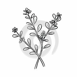 Bold Outline Thyme Drawing With Black And White Flowers