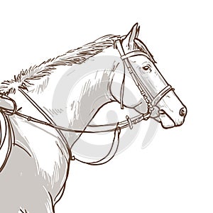 Hand drawn illustration of horse head equine training, horse riding, vector