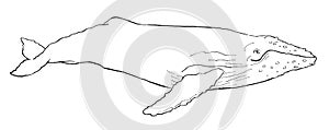 Hand-drawn illustration of a Humpback Whale Megaptera novaeangliae