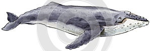 Hand-drawn illustration of a Humpback Whale Megaptera novaeangliae photo