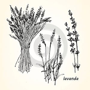 Hand-drawn illustration of Lavender.