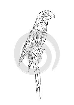 Hand drawn illustration of macaw parrot bird, isolated realistic sketch of animal vector