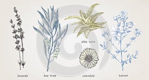 Hand-drawn illustration of medical herbs and plants. Vector