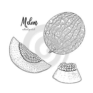 Hand drawn illustration of melon isolated on white background. Engraved style illustration. Detailed vegetarian food