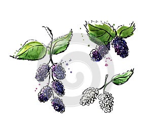 Hand drawn illustration Mulberry