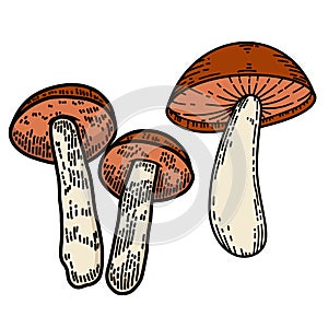 Hand drawn illustration of mushrooms. Design element for decoration.