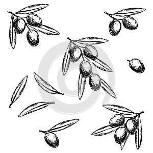 Hand drawn illustration olive branch for olive oil labels, restaurant, natural products. perfect stickers and badges for your