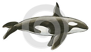 Hand-drawn illustration of an Orca Whale Orcinus orca