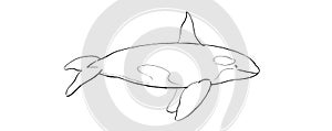 Hand-drawn illustration of an Orca Whale Orcinus orca