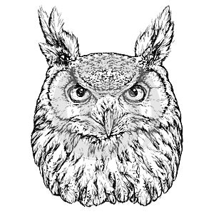 Hand Drawn Illustration of Owl