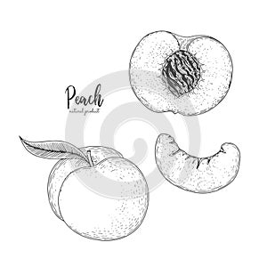 Hand drawn illustration of peach isolated on white background. Fruit engraved style illustration. Detailed vegetarian food. Applic