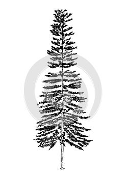 Hand drawn illustration of pine tree. sketch of tree, isolated
