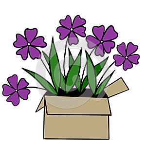 Hand drawn illustration of purple flowers growing in beige transport package box crate. Flower delivery sale busness