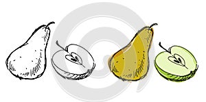 Hand drawn illustration of ripe whole yellow pear and half green apple isolated on white