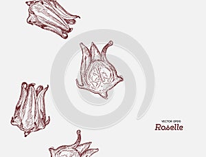 Hand drawn illustration Roselle flower.