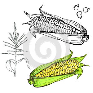 Hand drawn illustration set of color and monochrome corn, grain, stalk. sketch.