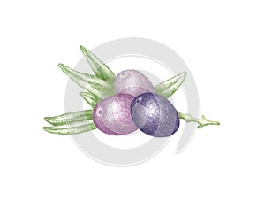 Hand drawn illustration of three purple olives with tree branch and green leaves laying isolated on white background