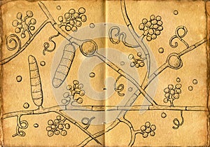 Hand-drawn illustration of Trichophyton mentagrophytes fungi on aged paper, reminiscent of medieval medical drawings