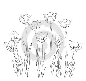 Hand drawn illustration tulips on white, vector