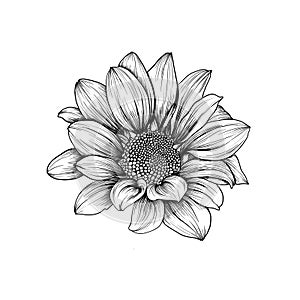 Hand-drawn image of chrysanthemum, chamomile, daisy or gerbera flower