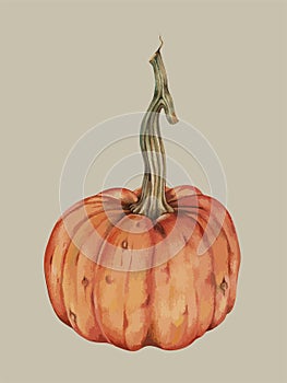 Hand drawn image of a pumpkin