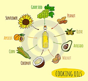 Hand drawn infographic of cooking oil sorts