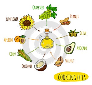 Hand drawn infographic of cooking oil sorts