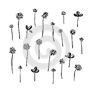 Hand drawn ink brush painted wild plants. Grunge style clover flowers and leaves as elements for design. Black isolated herbs