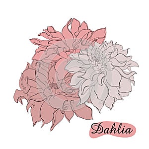 Hand-drawn ink dahlias. Isolated floral elements. Vector graphic flowers on white background. Collection contour buds