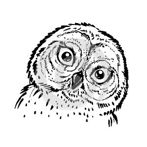 Hand drawn ink illustration owl. vector eps 8