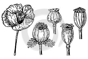 Hand drawn ink of poppy. Corn poppy, poppy boxes, poppy flower. Sketch Vector illustration.