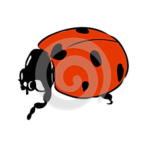 Hand drawn ink sketch of ladybug ladybug, vector sketch