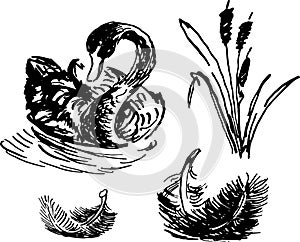 Hand drawn ink sketch set of Sugar cane and swan and fethers. Vector sketch illustration