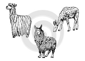 Hand drawn ink vector illustration, farm cattle wool animal, llama alpaca vicuna guanaco, South Central America. Set of