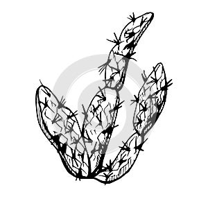 Hand drawn ink vector illustration, nature tropical exotic desert plant succulent cactus aloe agave leaves. Single