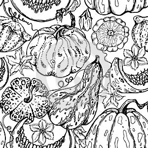 Hand drawn ink vector pumpkin gourd squash, flowers and vine. Sketch illustration art for Thanksgiving, harvest, farming