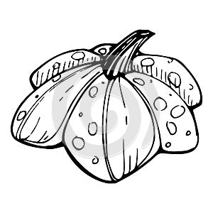 Hand drawn ink vector pumpkin gourd squash. Sketch illustration art for Thanksgiving, Halloween, harvest, farming