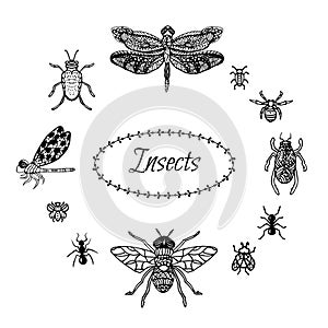 Hand drawn insect set in zentangle style. Black